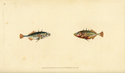 スリースパインド・スティックルバック（Gasterosteus aculeatus）。エドワード・ドノヴァンが、ロンドンのDonovan and F.C. and J. Rivington社の『Natural History of British Fishes』から、手書きで描いて彫った色付き銅版画。 作： Edward Donovan