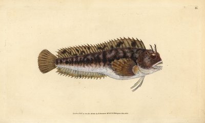 Tompot blenny, Parablennius gattorugine (ガットルギン、Blennius gattorugine).エドワード・ドノヴァンが、ロンドンのDonovan and F.C. and J. Rivington社の『Natural History of British Fishes』から描いて彫った手彩色の銅版画。 作： Edward Donovan