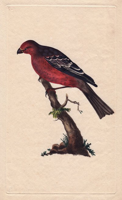 樹木のことPinicola enucleator（Loxia enucleator）。エドワード・ドノヴァン（1768-1837）による銅版画、『Histoire naturelle des oiseaux britanniques』（ロンドン）に掲載。 作： Edward Donovan