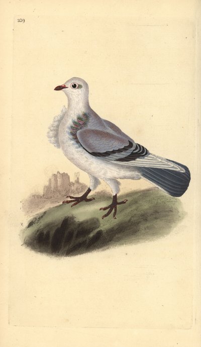 Turbit pigeon, Columba livia domestica var. turbita.エドワード・ドノバンがロンドンで出版した「英国鳥類博物誌」から描いて彫った手彩色の銅版画。 作： Edward Donovan