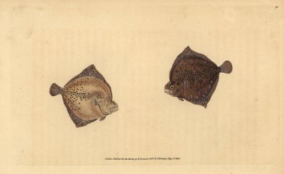 ターボット、Scophthalmus maximus（Cyclops flounder, Pleuronectes cyclops）。エドワード・ドノバンが、ロンドンのDonovan and F.C. and J. Rivington社の『Natural History of British Fishes』から、手書きで描いて彫った色付き銅版画。 作： Edward Donovan