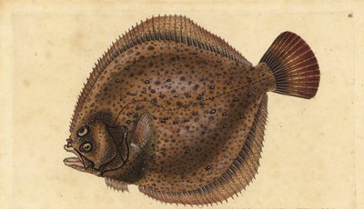 ターボット、Scophthalmus maximus（Pleuronectes maximus）。エドワード・ドノヴァンが、ロンドンのDonovan and F.C. and J. Rivington社の『Natural History of British Fishes』から描いて彫った手彩色の銅版画。 作： Edward Donovan