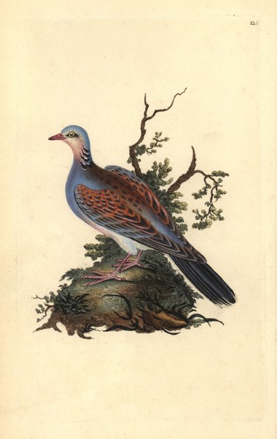 キジバト（Streptopelia turtur）。エドワード・ドノヴァンが自作の『英国鳥類博物誌』（1794-1819）から描いて彫った手彩色の銅版画。エドワード・ドノヴァン（1768-1837）は、イギリス・アイルランドのアマチュア動物学者、作家、芸術家、彫刻家である。彼の作品は 作： Edward Donovan
