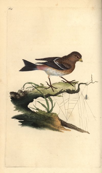 Twite, Carduelis flavirostris.エドワード・ドノバンがロンドンで出版した「英国鳥類博物誌」から描いて彫った手彩色の銅版画。 作： Edward Donovan