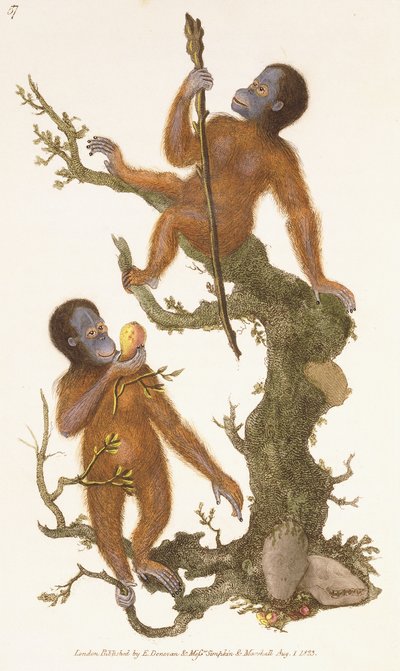 木の霊長類、1823 作： Edward Donovan