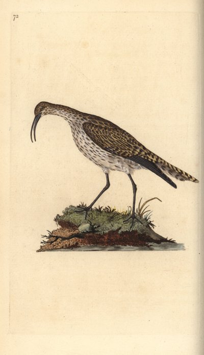 ウィンブレル（Numenius phaeopus）。エドワード・ドノバンがロンドンで出版した「英国鳥類博物誌」から描いて彫った手彩色の銅版画。 作： Edward Donovan
