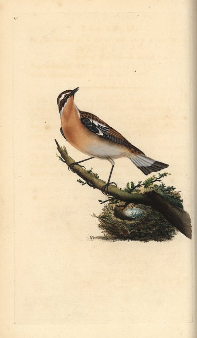 ジンチョウゲ、Saxicola rubetra。エドワード・ドノバンがロンドンで出版した「英国鳥類博物誌」から描いて彫った手彩色の銅版画。 作： Edward Donovan