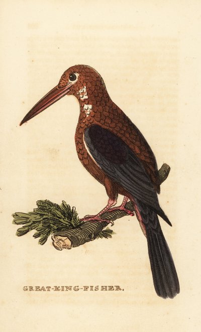 シロハタカワセミ、Halcyon smyrnensis 作： Edward Donovan
