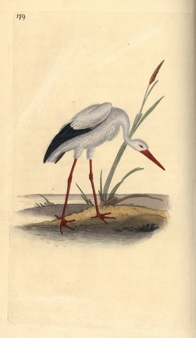 コウノトリ（Ciconia ciconia）。エドワード・ドノバンがロンドンの「英国鳥類博物誌」から描いて彫った手彩色の銅版画。 作： Edward Donovan