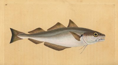 ホワイティング、Merlangius merlangus (Gadus merlangus)。エドワード・ドノヴァンが、ロンドンのDonovan and F.C. and J. Rivington社の『Natural History of British Fishes』から描いて彫った手彩色の銅版画。 作： Edward Donovan