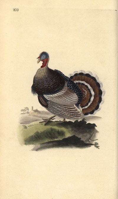 野生の七面鳥、Meleagris gallopavo。エドワード・ドノバンがロンドンで出版した「英国鳥類博物誌」から描いて彫った手彩色の銅版画。 作： Edward Donovan