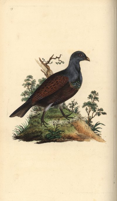 ウッドライチョウ（Tetrao urogallus）。エドワード・ドノバンがロンドンで出版された自作の「英国鳥類博物誌」から描いて彫った手彩色の銅版画。 作： Edward Donovan