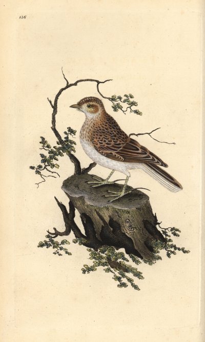 ウッドラーク（Lullula arborea）。エドワード・ドノバンがロンドンで出版した自作の「英国鳥類博物誌」から描いて彫った手彩色の銅版画。 作： Edward Donovan