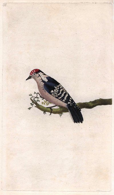 キツツキ。Dendrocopos minor（Picus minor）。エドワード・ドノヴァン（1768-1837）による銅版画、Histoire naturelle des oiseaux britanniques, Londonに掲載。 作： Edward Donovan