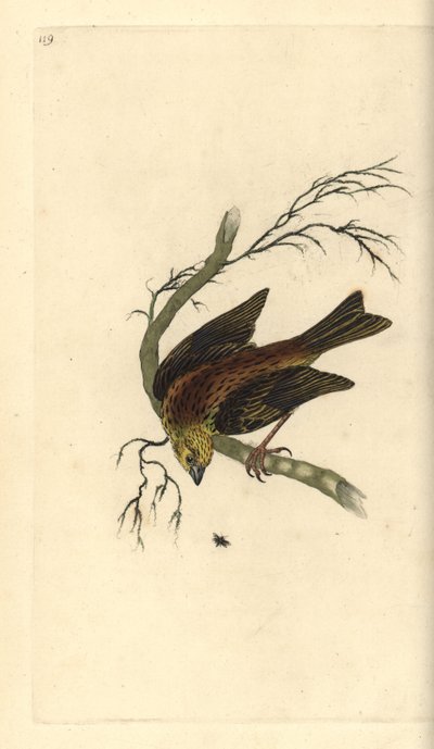 イエローハンマー（Emberiza citrinella）。エドワード・ドノバンがロンドンで出版した「英国鳥類博物誌」から描いて彫った手彩色の銅版画。 作： Edward Donovan
