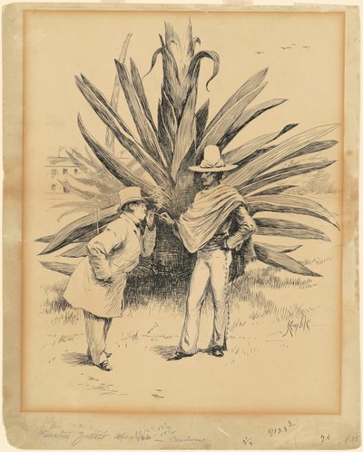 メキシコ産サボテン 作： Edward Kemble