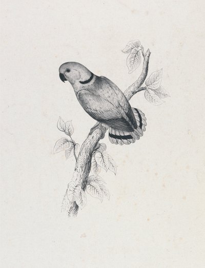  作： Edward Lear