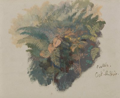A Study of Ferns, Civitella   1442397   ja       japanese Successfully Translated  Original: Page from "Vain speculation disillusioned by senses. Responsive letter about the petrified marine bodies that are found in various terrestrial places" Translat: Pa 作： Edward Lear