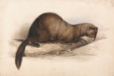 イタチ 作： Edward Lear