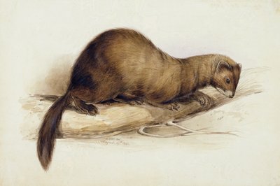 イタチ 作： Edward Lear
