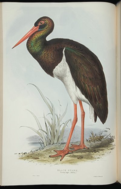 ジョン・グールドによる「ヨーロッパの鳥」からのナベコウ 作： Edward Lear