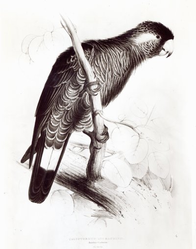 Calyptorhynchus Baudinii、またはBaudin&39;s Cockatoo、1832（litho）（bw写真） 作： Edward Lear