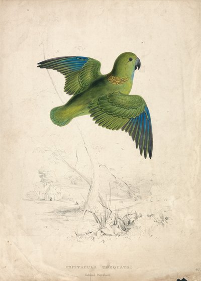 エリマキインコ（図版40） 作： Edward Lear