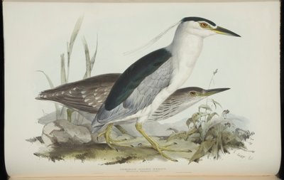 ジョン・グールドの「The BirdsofEurope」のゴイサギ 作： Edward Lear