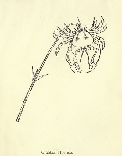 野生のクラブ 作： Edward Lear