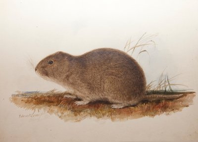 Ctenomys magellanicus、1836 作： Edward Lear