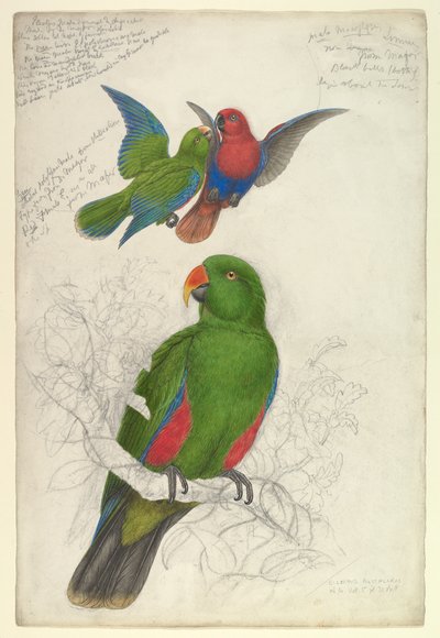  作： Edward Lear
