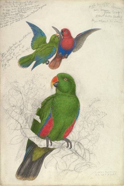 Eclectus Roratus ポリクロロス、ca。 1830-32。 作： Edward Lear