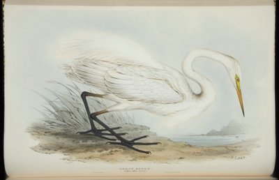 ジョン・グールドによる「ヨーロッパの鳥」からのダイサギ 作： Edward Lear