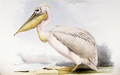 素晴らしい白いペリカン 作： Edward Lear