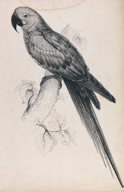  作： Edward Lear