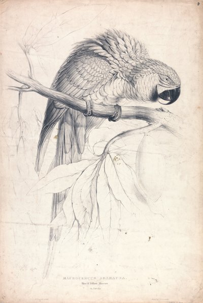  作： Edward Lear