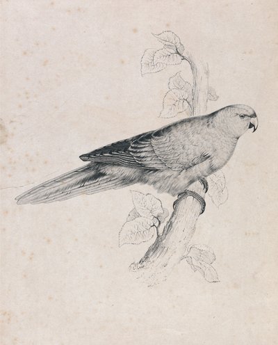  作： Edward Lear