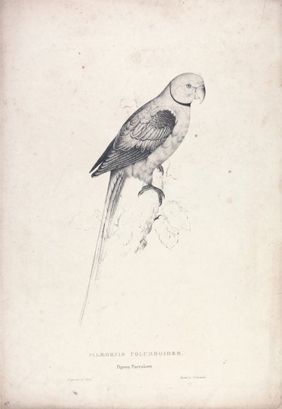 作： Edward Lear