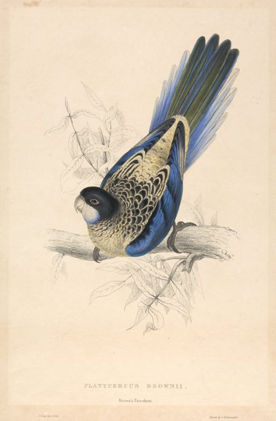  作： Edward Lear
