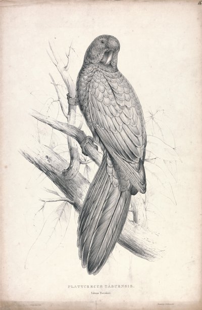 Platycereus Tabuensis / タブアン・パラキート（図版16） 作： Edward Lear