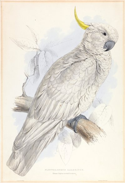 プリクトロフス・ガレリトス。 オオサルファー・クレステッド・オウム。 作： Edward Lear