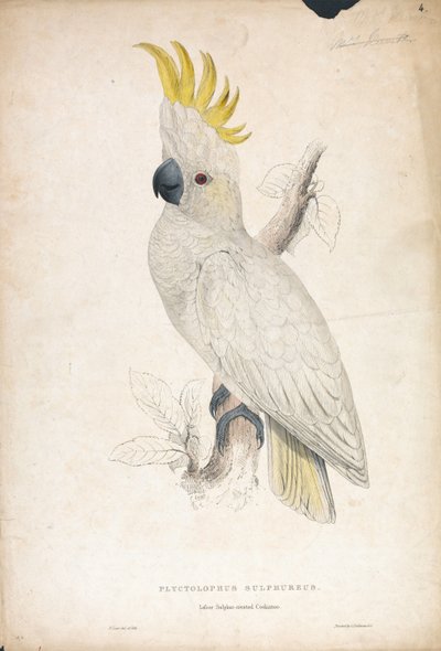  作： Edward Lear