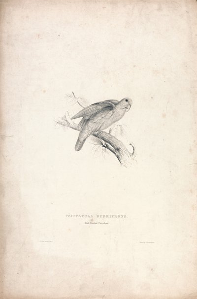  作： Edward Lear