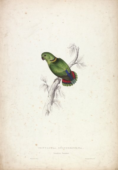  作： Edward Lear