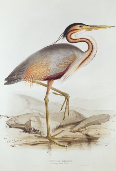 パープルヘロン（色の彫刻） 作： Edward Lear