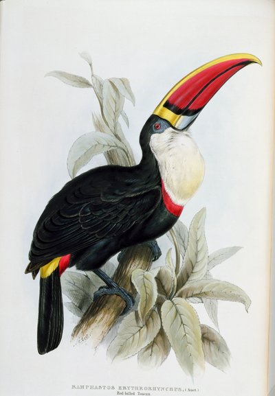 ジョン・グールド（1804-81）による「Ramphastidaeのモノグラフ、またはオオハシ科」からのレッドビラードオオハシ1833-35 作： Edward Lear
