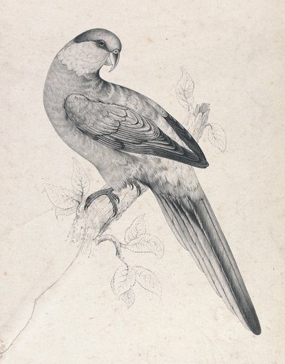  作： Edward Lear