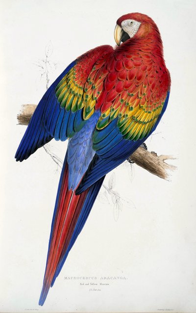 赤と黄のコンゴウインコ（Macrocercus aracanga）、『Illations of the Family of Psittacida, or Parrots』（1832年）より。1832年（彩色された彫刻）。 作： Edward Lear