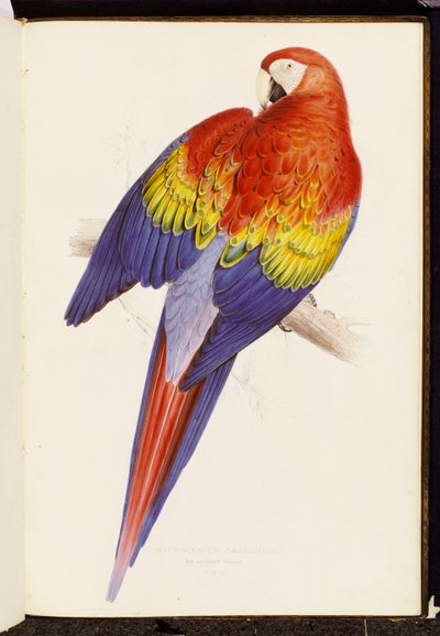 赤と黄色のマコー 作： Edward Lear