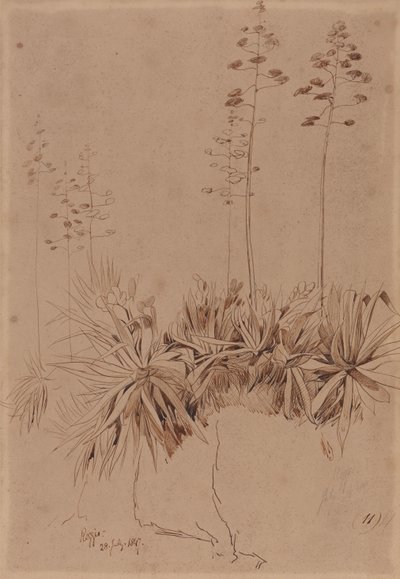 レッジョ 作： Edward Lear